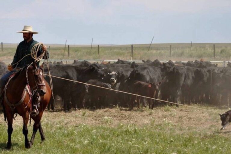 Denis Gagnon, President of BCSI, discusses the Ben Tyner case on Global News